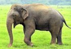 छिंदवाड़ा जिले की सीमा में घूम रहे हाथियों को पकड़ेगा वन विभाग