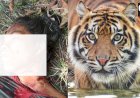 महुआ बीनने गई युवती पर बाघ ने किया हमला, 7 माह में चौथा मामला 
