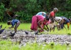 प्रदेश सरकार ने किसानों को दिया बड़ा तोहफा, खाते में 385 करोड़ 98 लाख रुपए अंतरित
