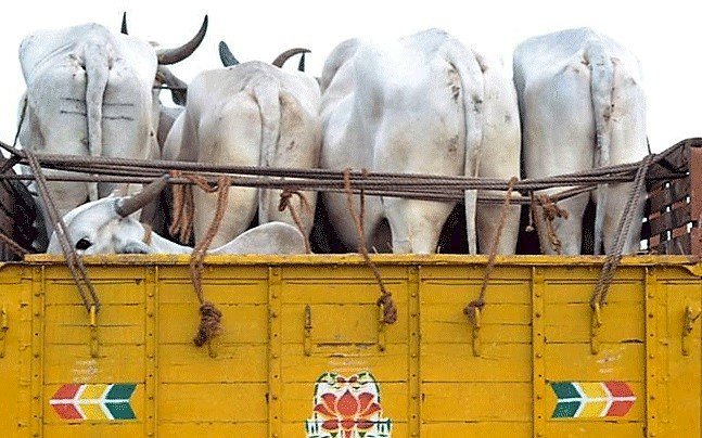गौ वंश तस्करी पर नहीं लग पा रही है रोक.....